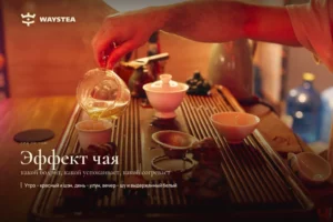 Мастер переливает настой из стеклянного чахая в пиалы на чабане в чайной WAYSTEA, тёплый вечерний свет