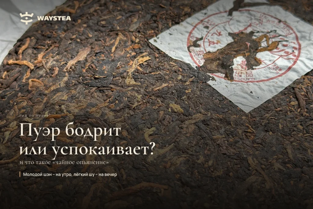 Пуэр бодрит или успокаивает? Что такое «чайное опьянение»